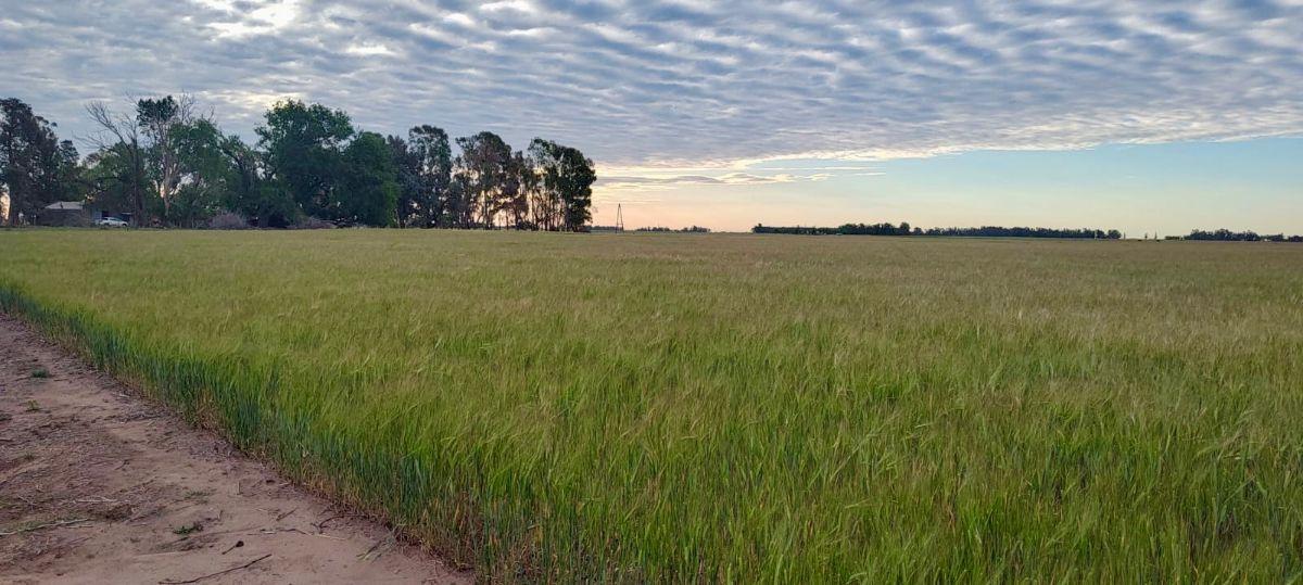 Foto de Campo Mixto 118 Has. Gral Alvear, Provincia de Buenos Aires., imagen 2