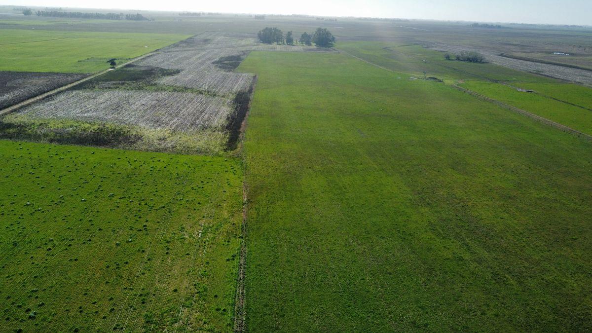 Foto de Campo Mixto 118 Has. Gral Alvear, Provincia de Buenos Aires., imagen 3