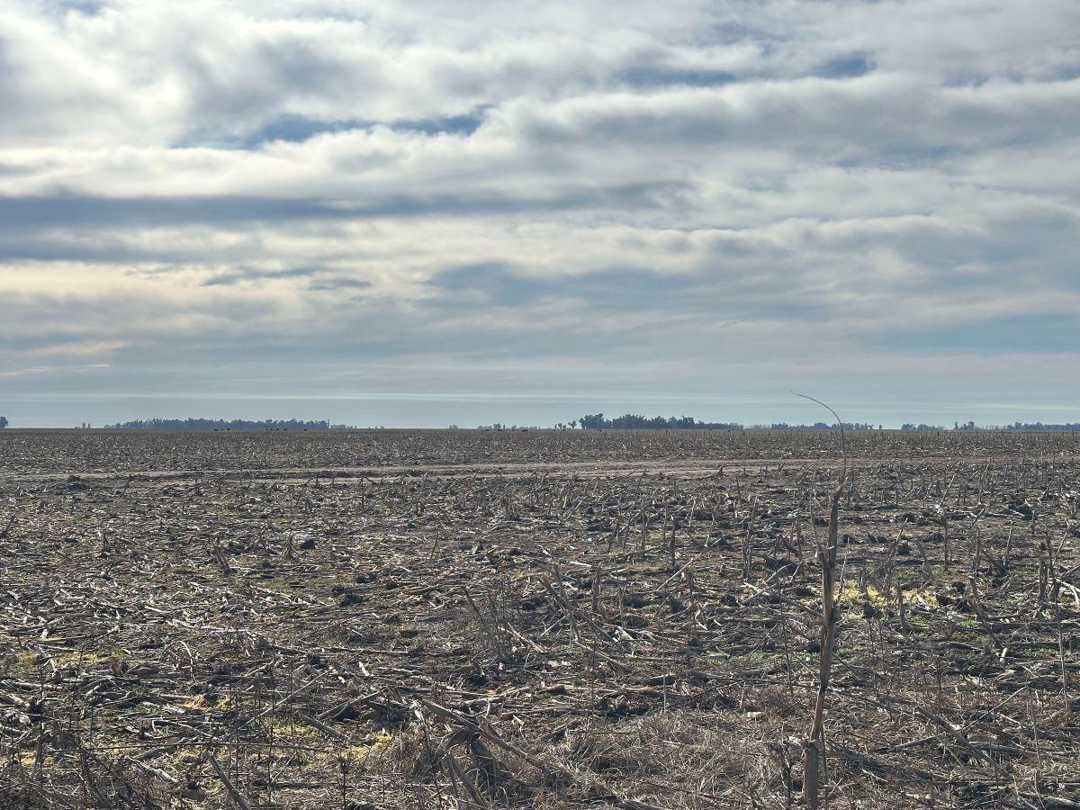 Foto de Campo Mixto 118 Has. Gral Alvear, Provincia de Buenos Aires., imagen 5