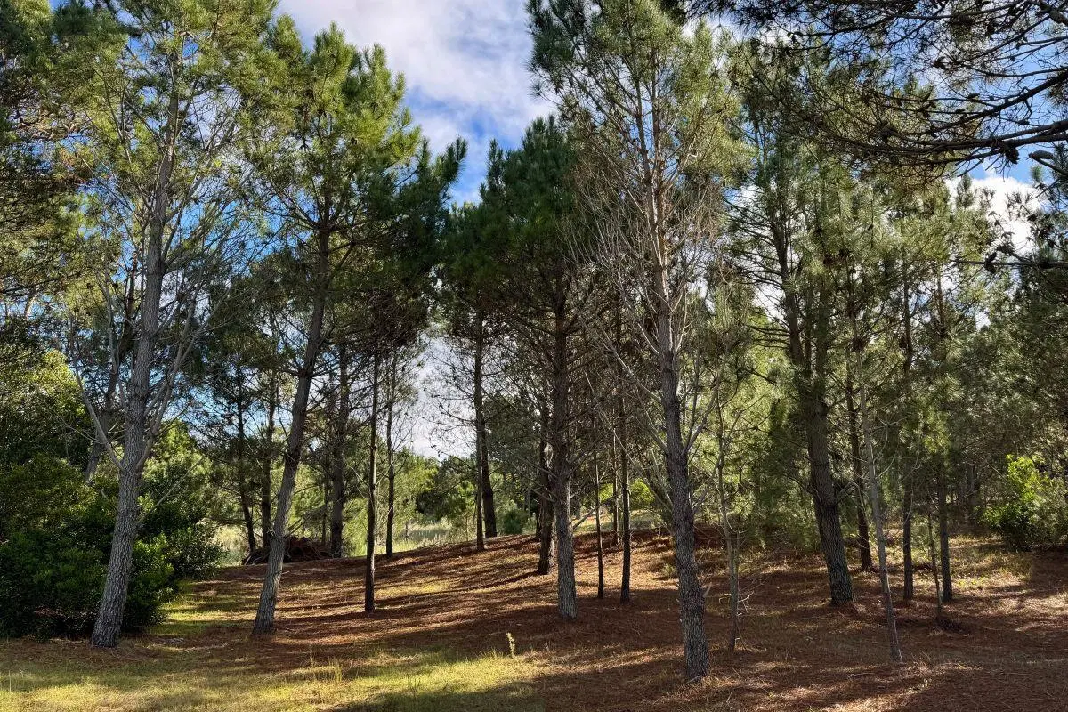 Preventa - Lotes en venta con financiación en Las Gaviotas 4