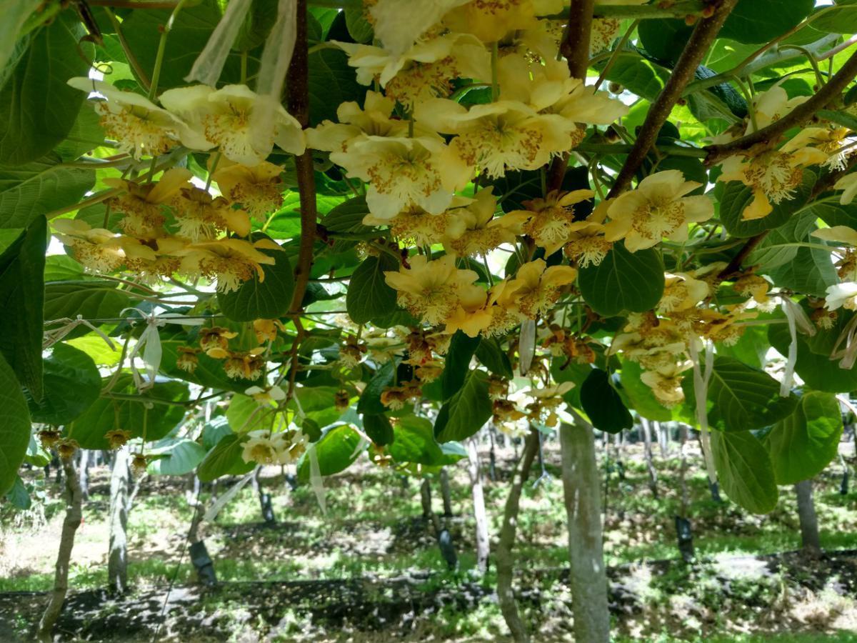 Foto de VENDO PLANTACION DE KIWI SIERRA DE LOS PADRES, imagen 4
