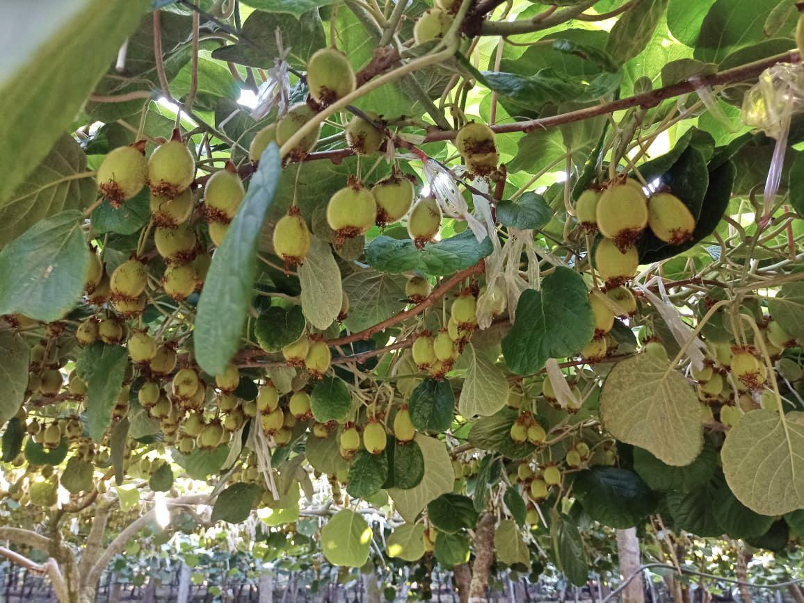 VENDO PLANTACION DE KIWI SIERRA DE LOS PADRES