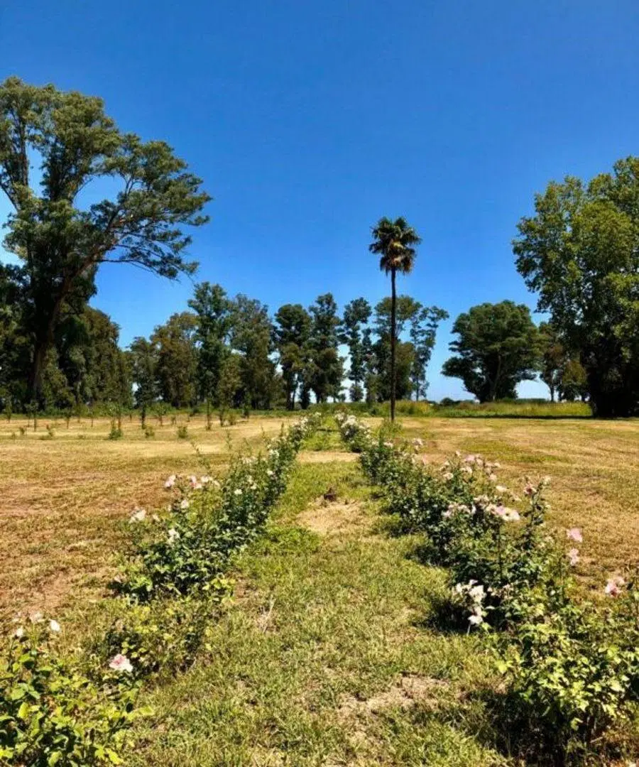 VENTA LOTE TRES PINOS GRAL RODRIGUEZ SECTOR LAGUNA 3
