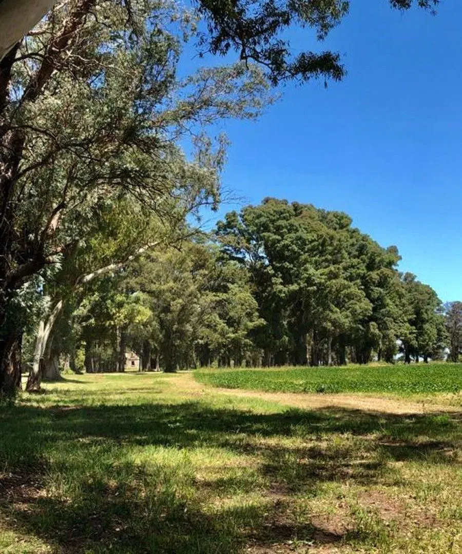 VENTA LOTE TRES PINOS GRAL RODRIGUEZ SECTOR LAGUNA 3