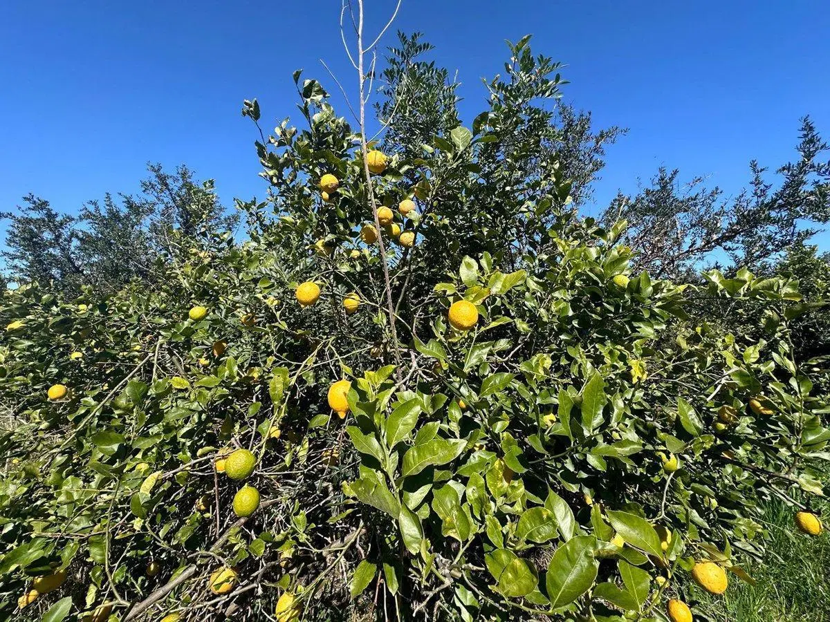 Venta de Campo de 2.82 hectáreas Camino Garcés 2