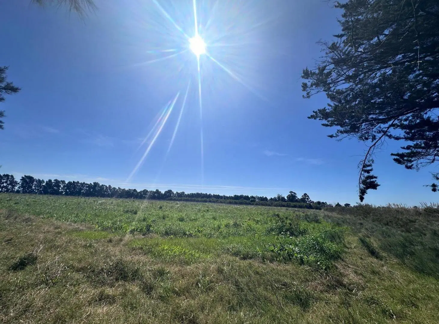 Venta de Campo de 2.82 hectáreas Camino Garcés 2