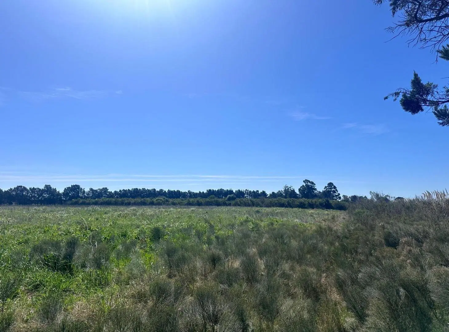 Venta de Campo de 2.82 hectáreas Camino Garcés 4