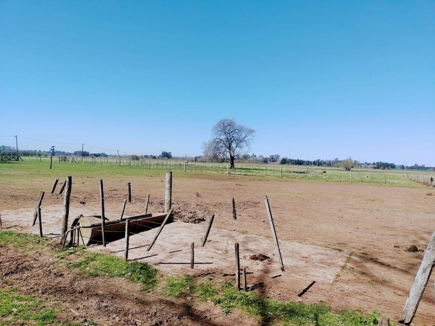 Foto de CAMPO EN VENTA - 46HA CORTÍNES, PROVINCIA DE BUENOS AIRES, imagen 5