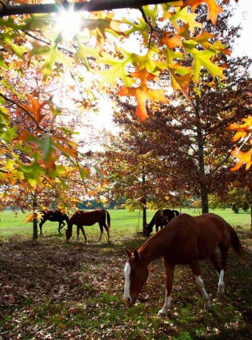 Foto de EN VENTA LOTE EN CLUB EL CAMPO, CARDALES - CAMPANA, imagen 4