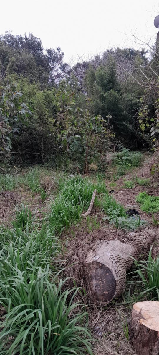 Foto de SE VENDE LOTE DE 10X 40 EN GUERNICA, imagen 5