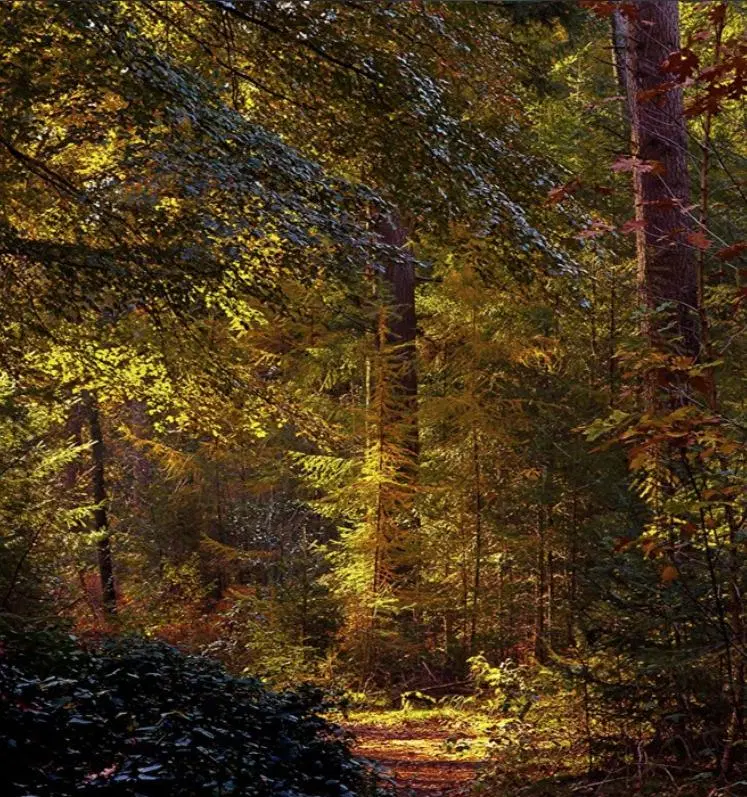 SE VENDE LOTE!! "EL BOSQUE" 5