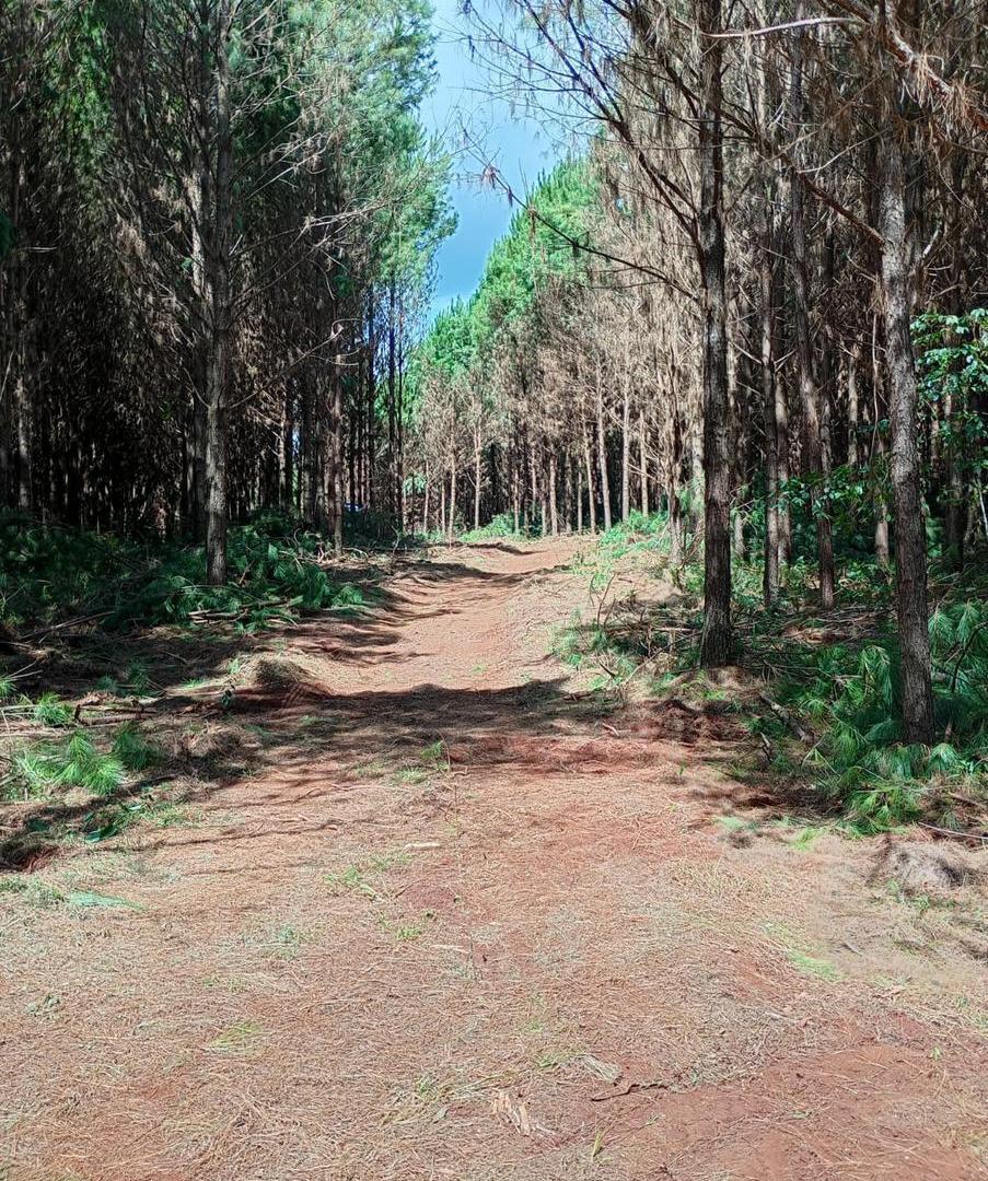Foto de Venta Campo en EL DORADO/ Misiones, imagen 4