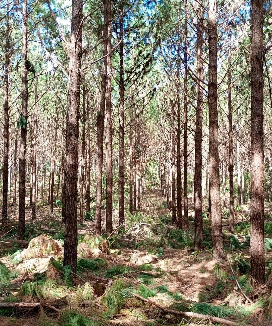 Foto de Venta Campo en EL DORADO/ Misiones, imagen 2