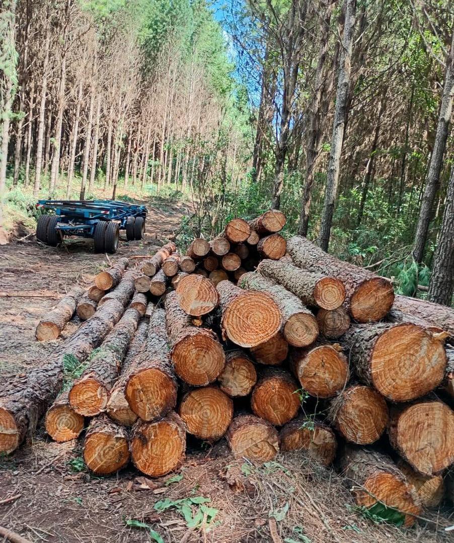 Foto de Venta Campo en EL DORADO/ Misiones, imagen 1