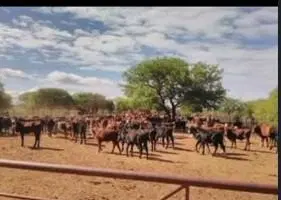 Venta de Campo agrícola ganadero Santiago del Estero 3