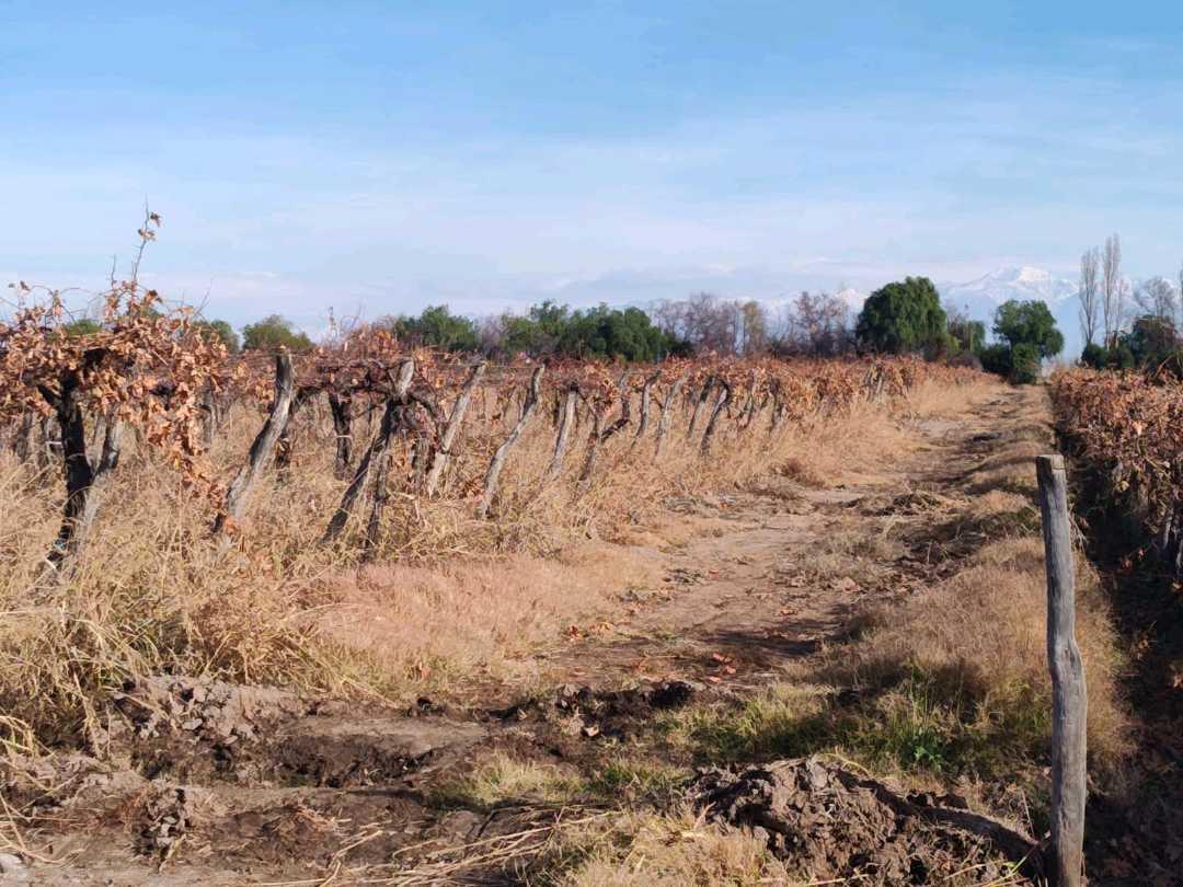 Foto de VENTA DE FINCA 21 HAS EN ANDRADE - RIVADAVIA, MENDOZA., imagen 2
