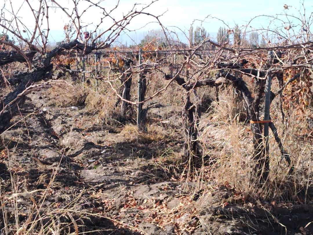 Foto de VENTA DE FINCA 21 HAS EN ANDRADE - RIVADAVIA, MENDOZA., imagen 5
