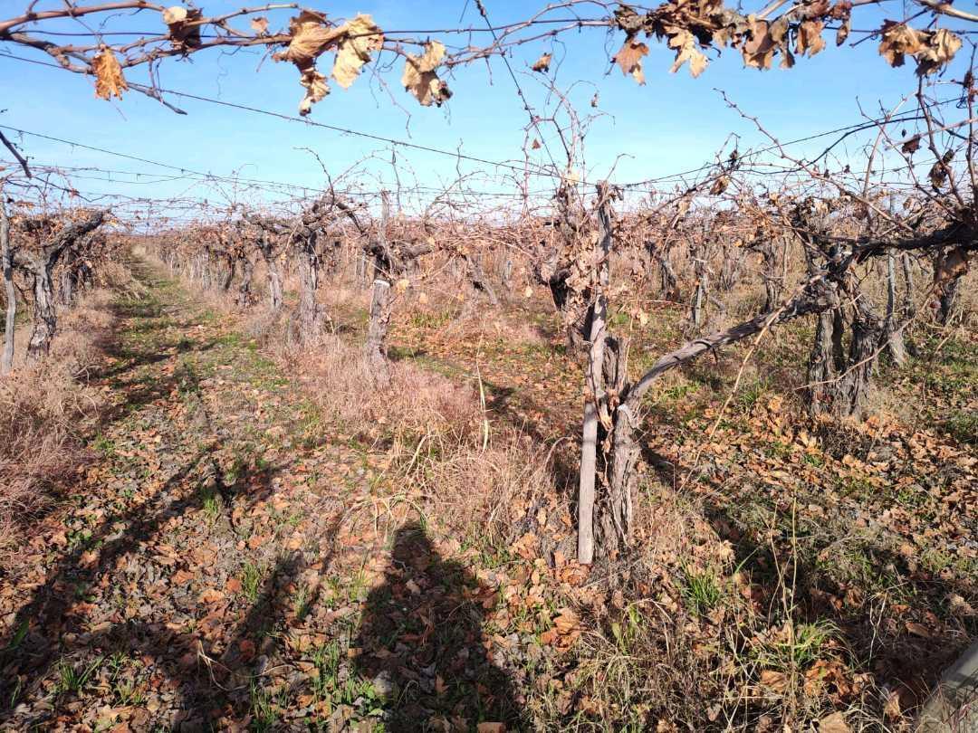 Foto de VENTA DE FINCA 21 HAS EN ANDRADE - RIVADAVIA, MENDOZA., imagen 4