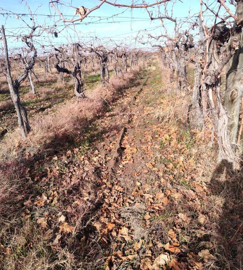 Foto de VENTA DE FINCA 21 HAS EN ANDRADE - RIVADAVIA, MENDOZA., imagen 1