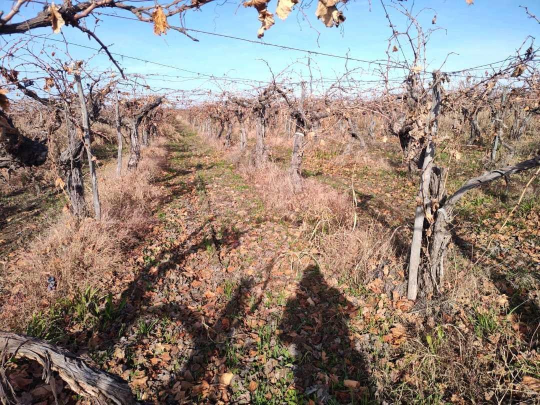 Foto de VENTA DE FINCA 21 HAS EN ANDRADE - RIVADAVIA, MENDOZA., imagen 3