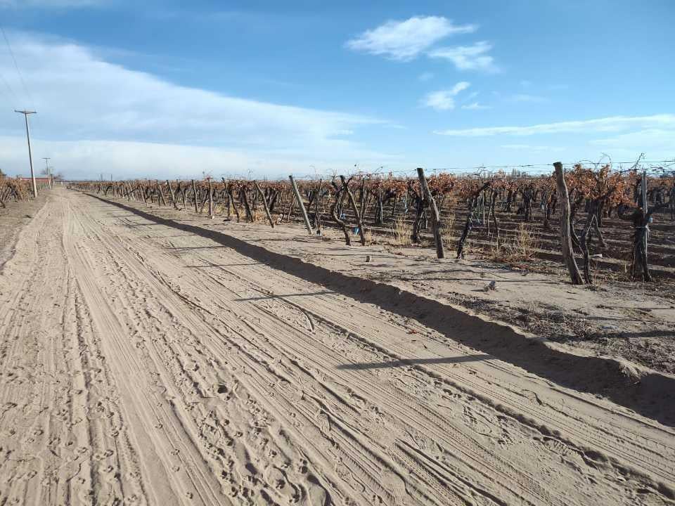 Foto de VENTA DE FINCA 50 HAS EN EL MIRADOR, RIVADAVIA, MZA ., imagen 3