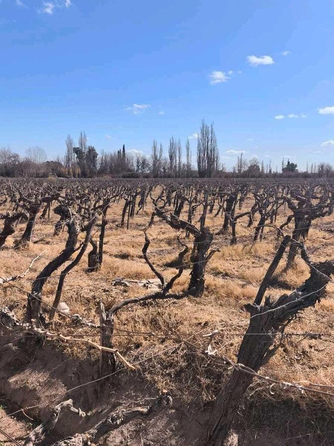 Foto de VENDE FINCA 45,6 HAS EN ING. GUSTAVO ANDRÉ, LAVALLE – MENDOZA, imagen 2