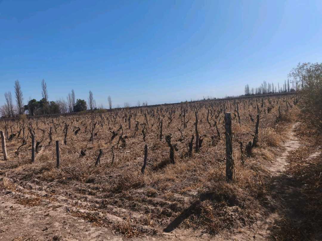 VENDE FINCA 45,6 HAS EN ING. GUSTAVO ANDRÉ, LAVALLE – MENDOZA