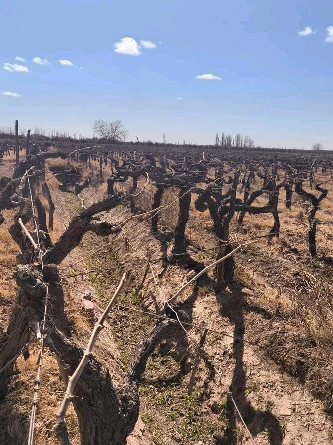 Foto de VENDE FINCA 45,6 HAS EN ING. GUSTAVO ANDRÉ, LAVALLE – MENDOZA, imagen 3