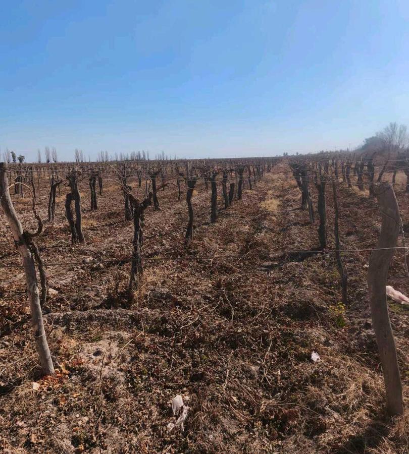 Foto de VENDE FINCA 45,6 HAS EN ING. GUSTAVO ANDRÉ, LAVALLE – MENDOZA, imagen 5
