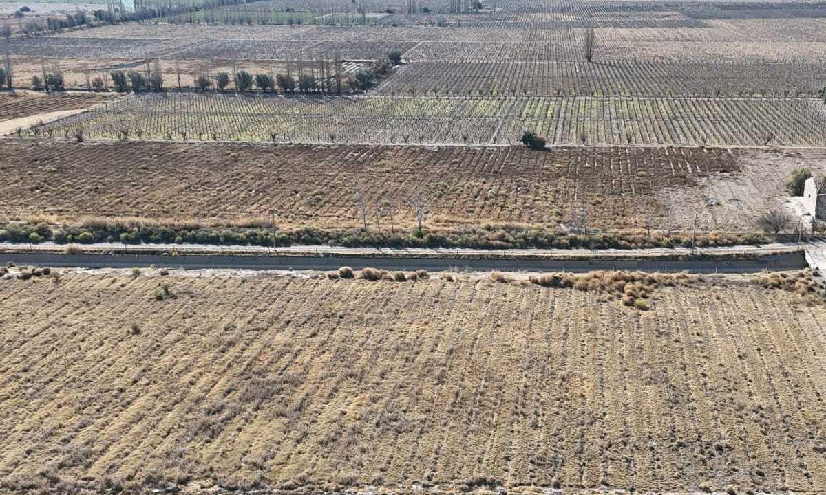 Foto de VENTA DE FINCA 60 HAS EN CALLE LA PRIMAVERA, RIVADAVIA- MENDOZA, imagen 2