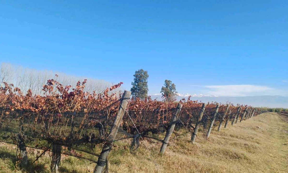 Foto de VENTA FINCA 84 HAS CON PROD. DE MALBEC- PUENTE DE HIERRO, GUAYMALLEN, imagen 1