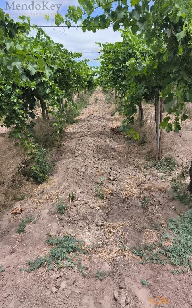 Foto de VENTA FINCA 36 HAS - LOS OTOYANES, JUNIN, MZA, imagen 3