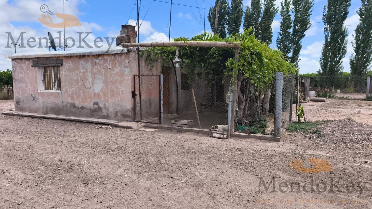 Foto de VENTA FINCA 36 HAS - LOS OTOYANES, JUNIN, MZA, imagen 4