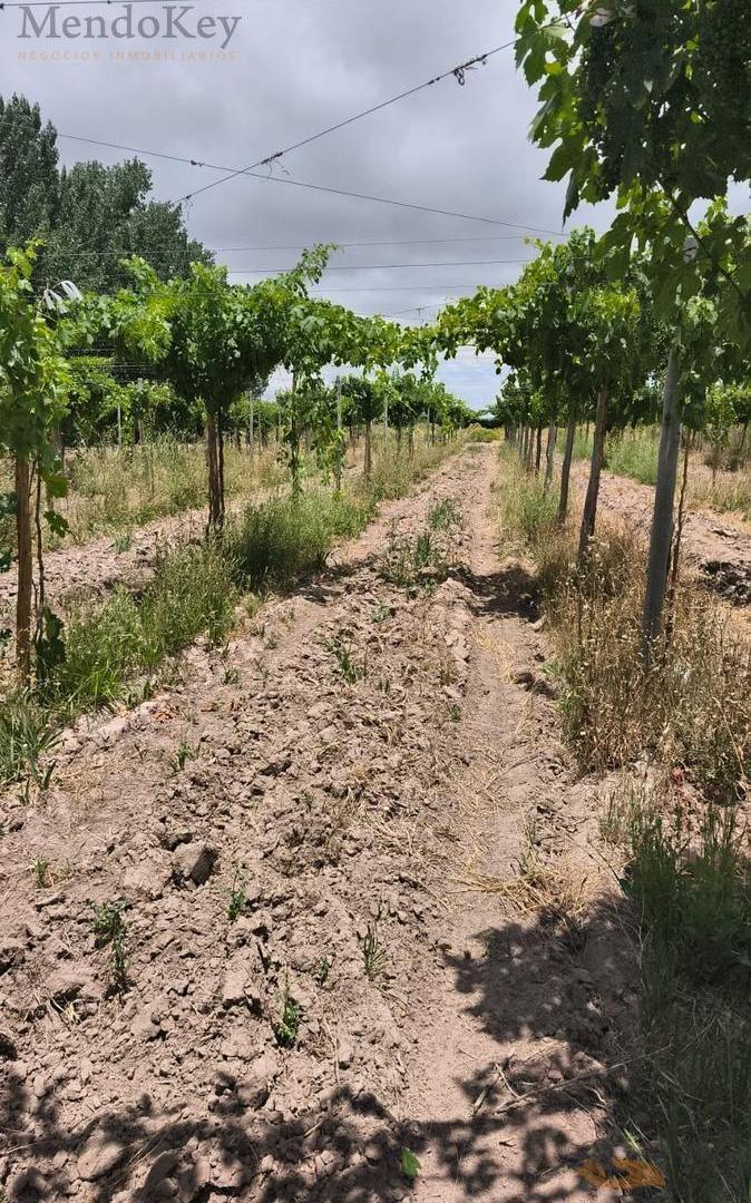 Foto de VENTA FINCA 36 HAS - LOS OTOYANES, JUNIN, MZA, imagen 5