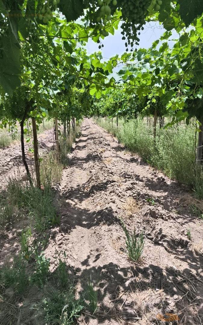 Foto de VENTA FINCA 36 HAS - LOS OTOYANES, JUNIN, MZA, imagen 1