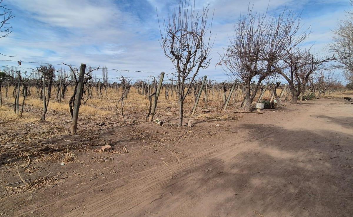 Foto de VENTA FINCA DE 72 HAS EN ISLA GRANDE, SAN ROQUE – MAIPÚ, MZA, imagen 2