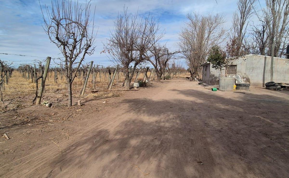 Foto de VENTA FINCA DE 72 HAS EN ISLA GRANDE, SAN ROQUE – MAIPÚ, MZA, imagen 3