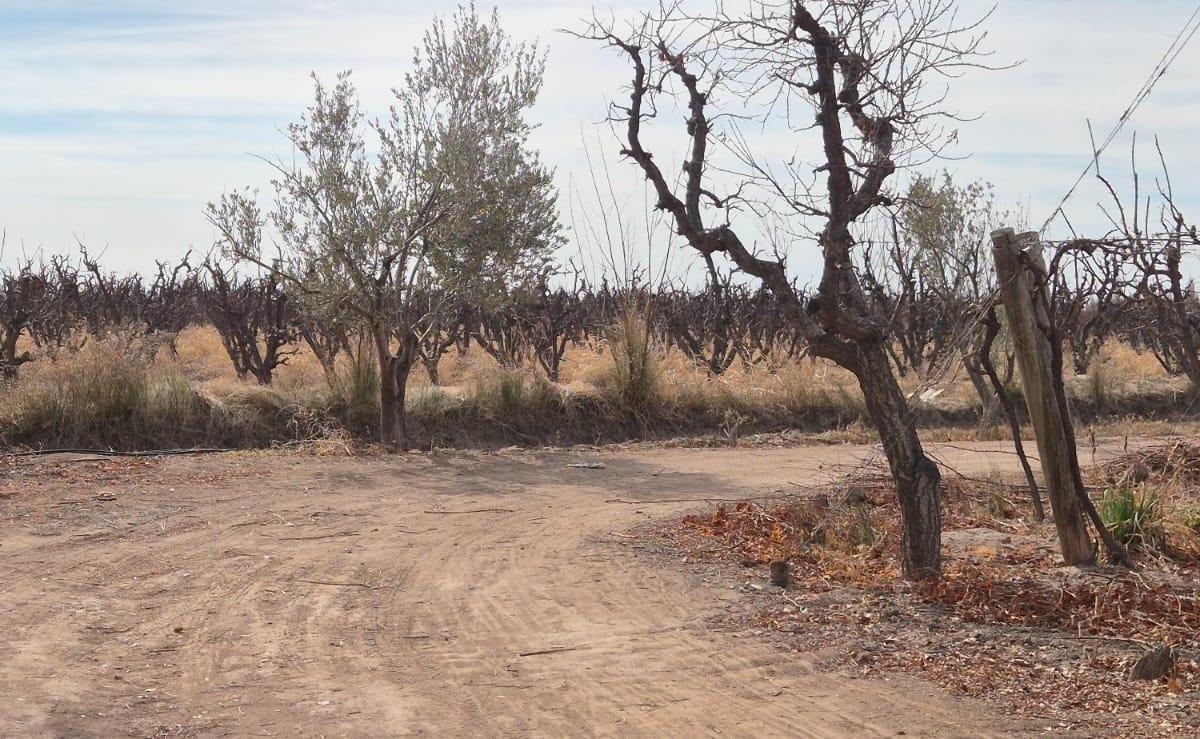 Foto de VENTA FINCA DE 72 HAS EN ISLA GRANDE, SAN ROQUE – MAIPÚ, MZA, imagen 5