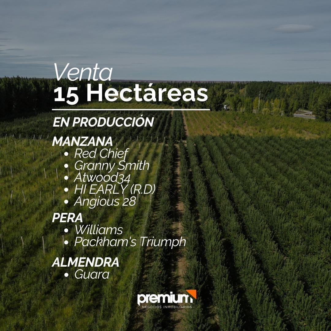 Venta 15has en Producción Sobre Ruta 7 - San Patricio del Ch 5