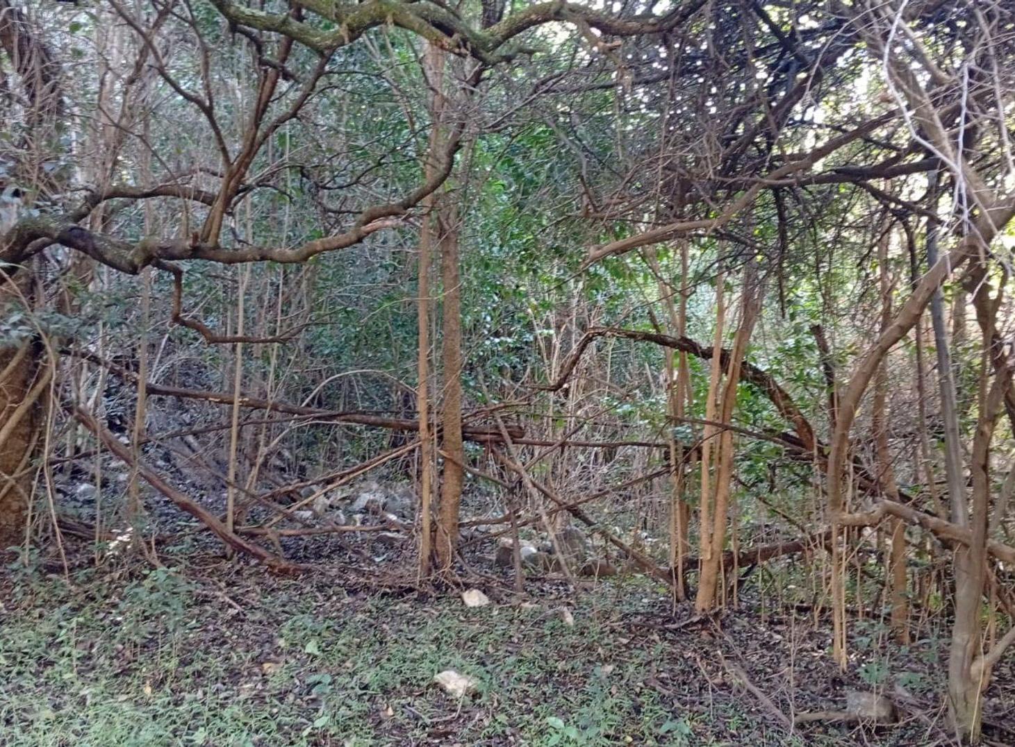 Foto de VENTA GRAN LOTE DE 1835M2 EN LA SERRANITA, imagen 1