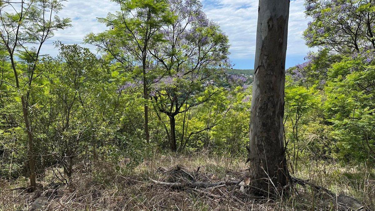 Foto de LOTE EN VENTA EN RIO CEBALLOS 534 M2, imagen 1