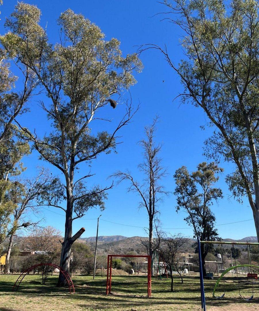 Foto de LOTE CON ARBOLES NATIVOS EN VILLA RIO ANISACATE, imagen 4