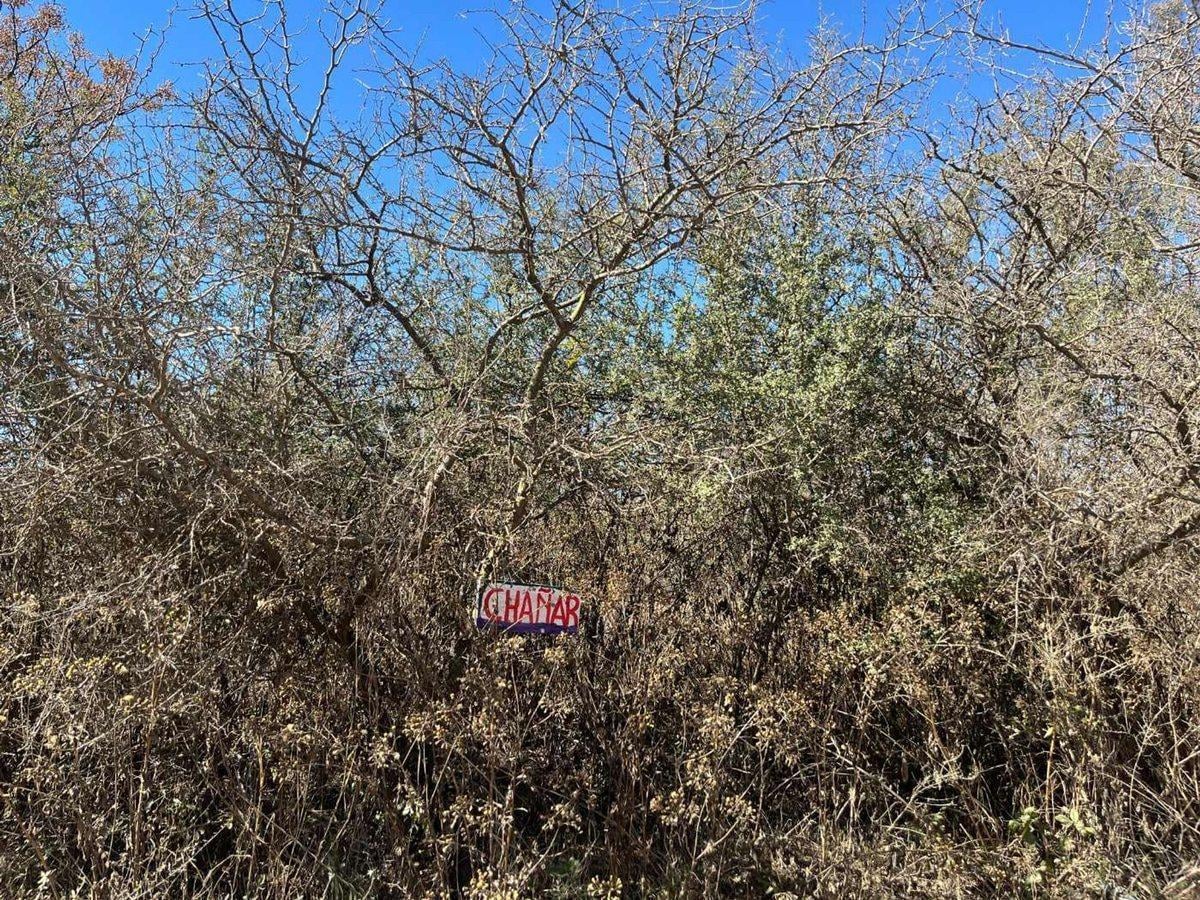 Foto de LOTE CON ARBOLES NATIVOS EN VILLA RIO ANISACATE, imagen 5