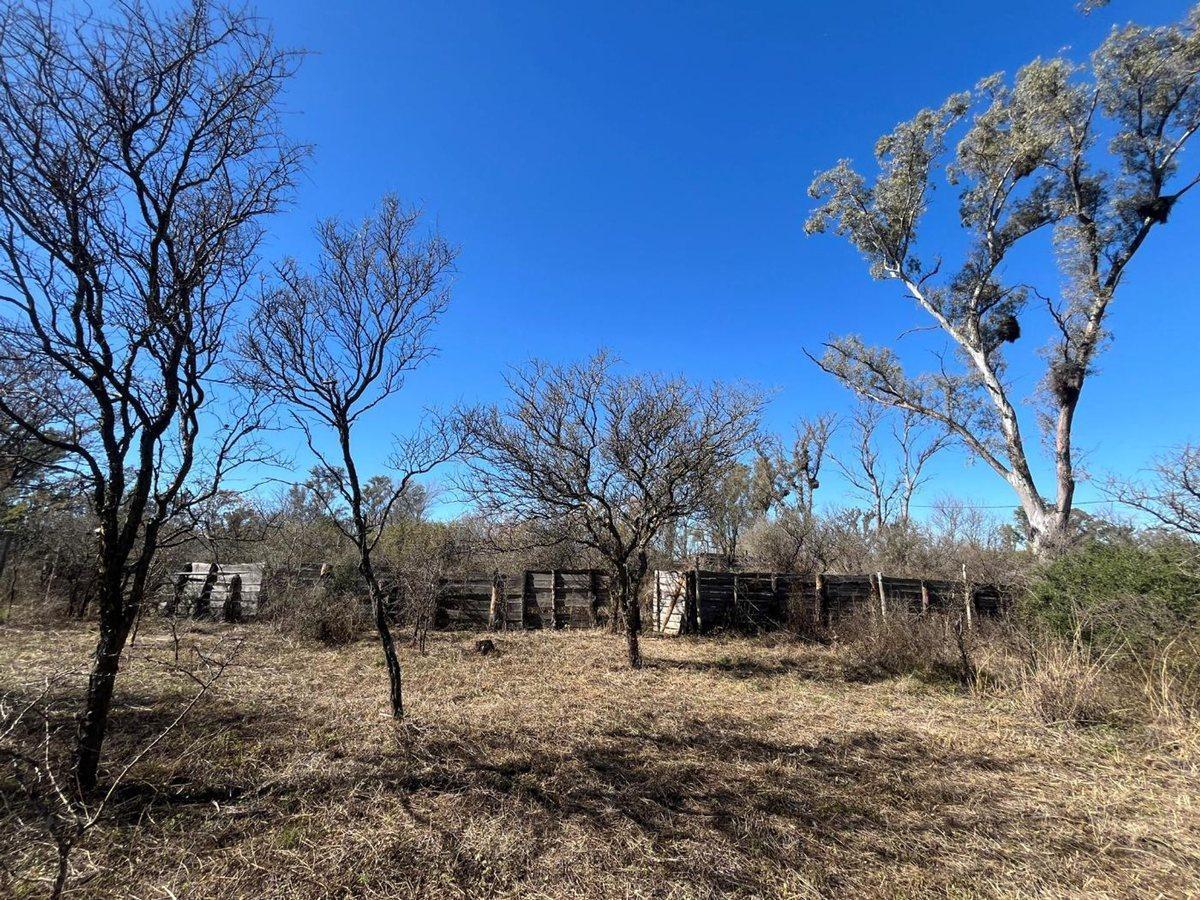 Foto de LOTE CON ARBOLES NATIVOS EN VILLA RIO ANISACATE, imagen 2