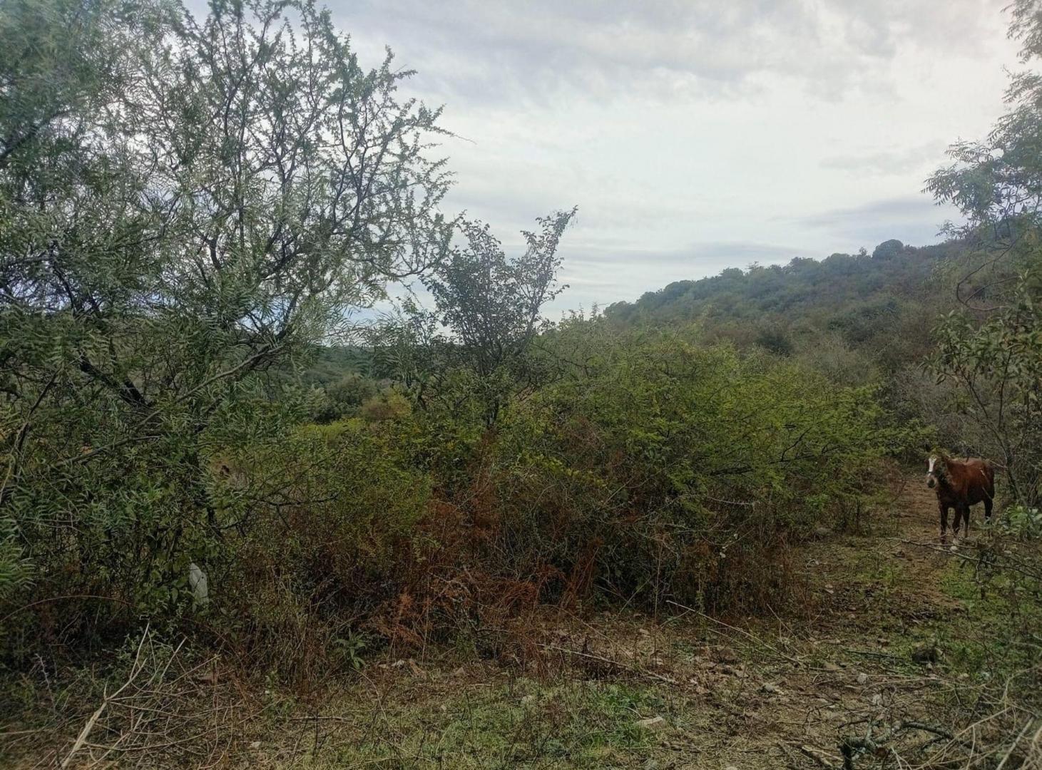 Foto de VENTA TERRENO 1916m2 AGUA DEL PEÑON RIO CEBALLOS, imagen 3