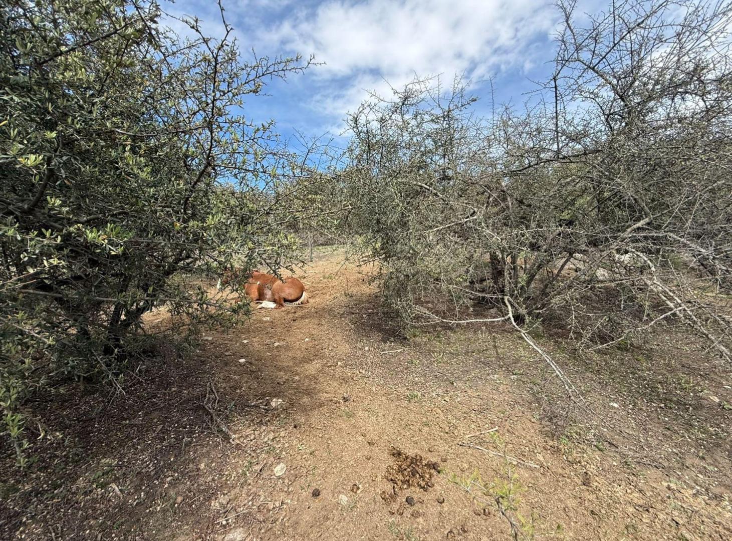 Foto de VENTA LOTE DE 830M2 LOS ESPINILLOS- ESCRITURA, imagen 4