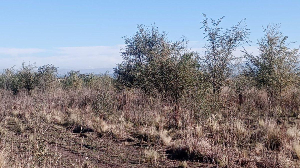 Foto de 5 HAS. EN LOS REARTES CON VISTAS A LAS MONTAÑAS, imagen 3