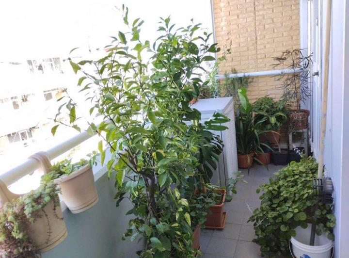 Venta departamento P° 25 balcón A CRED Avellaneda 5