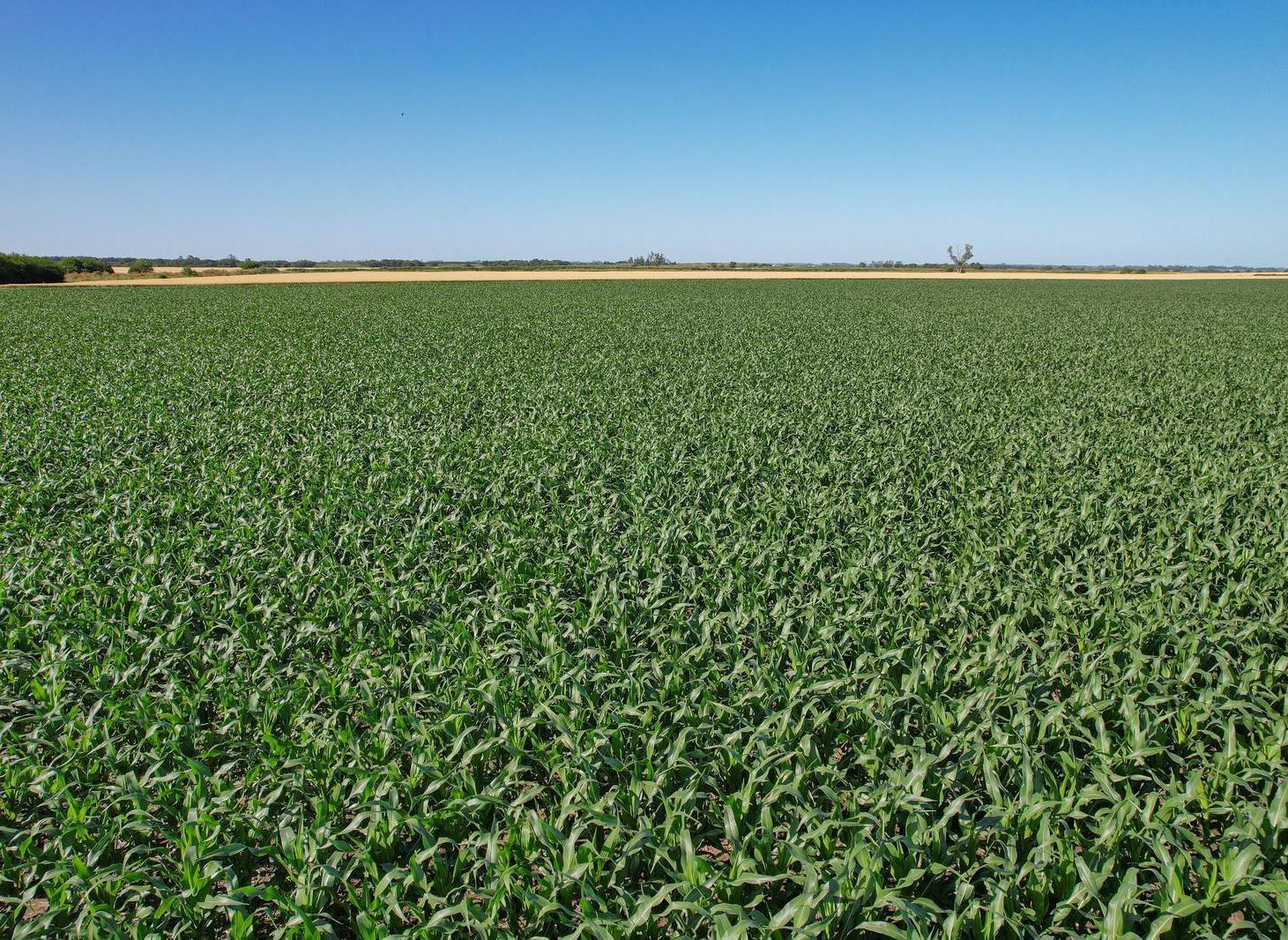 Foto de Campo Agricola en Venta en Alvarez, imagen 2