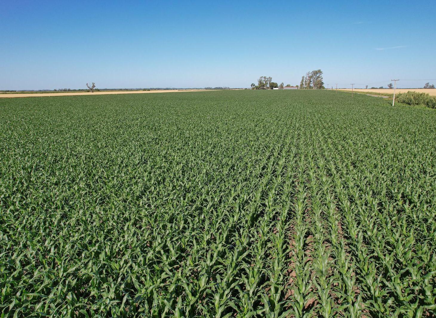 Foto de Campo Agricola en Venta en Alvarez, imagen 3